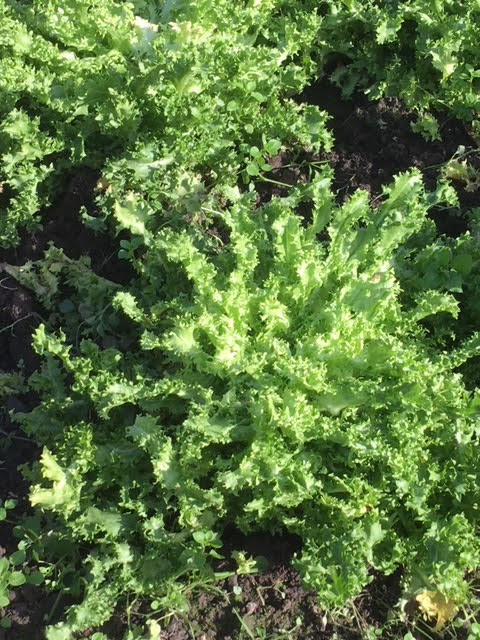 FVDA Salade frisée