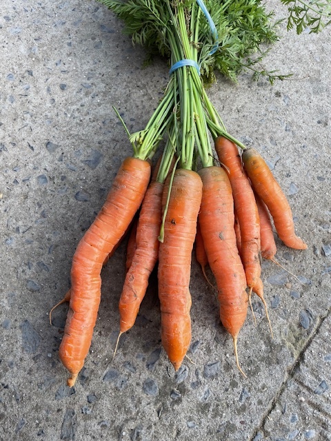 FVDA Carottes (1 kg)