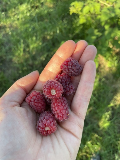 FVDA Framboises surgelées